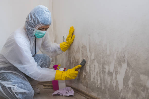 Best Basement Mold Removal  in Waikoloa Village, HI
