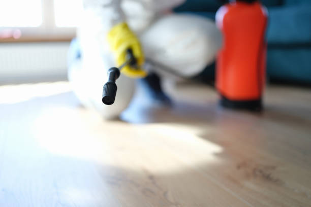 Best Attic Mold Removal  in Waikoloa Village, HI