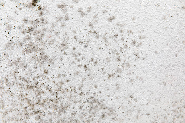 Best Mold Damage Restoration  in Waikoloa Village, HI