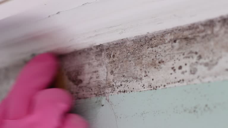 Best Residential Mold Inspection & Testing  in Waikoloa Village, HI